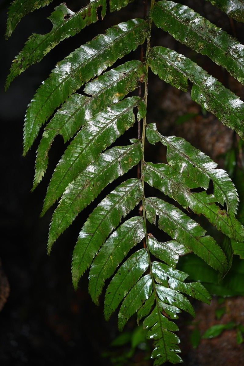 Polybotrya fractiserialis photo 3