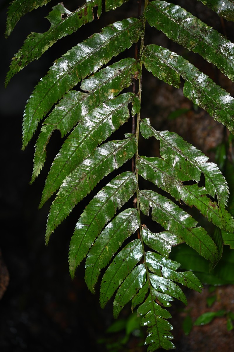 Polybotrya fractiserialis photo 5