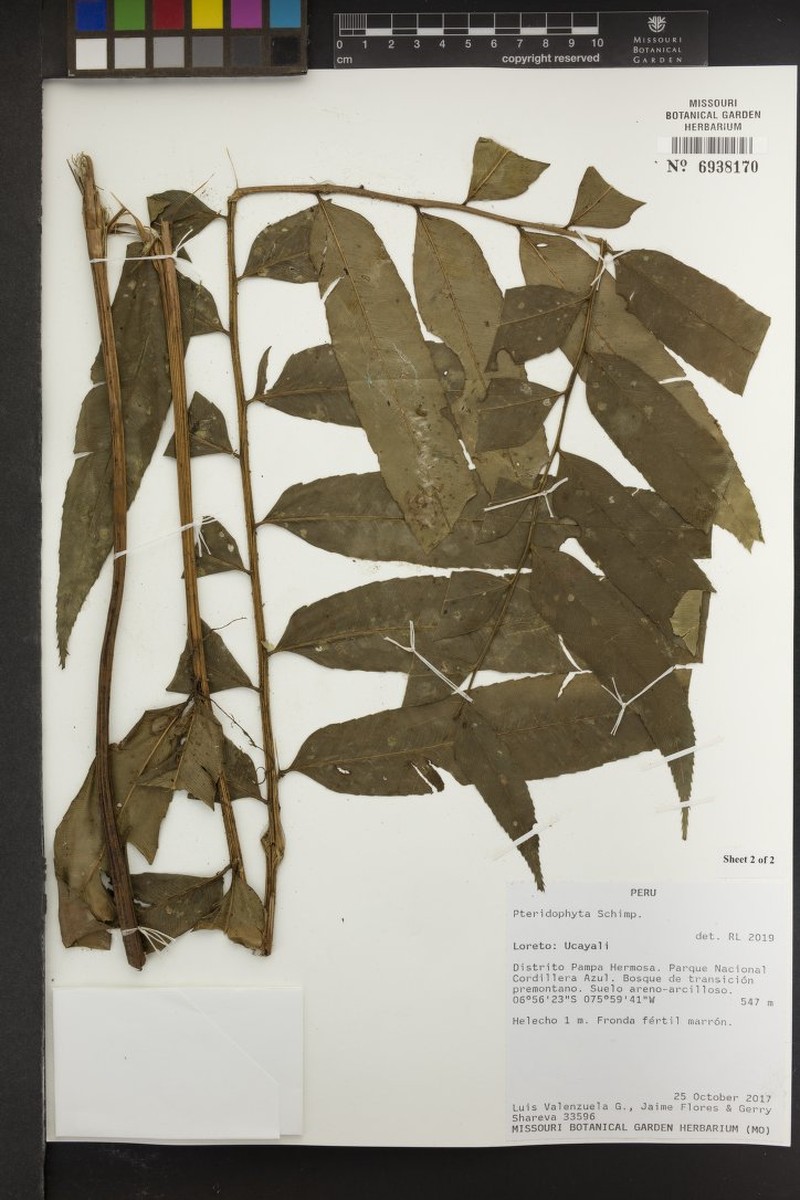 Polybotrya fractiserialis photo 6