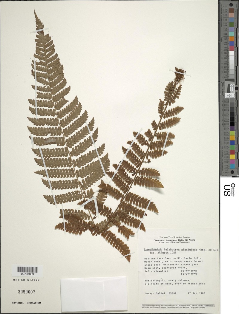 Polybotrya glandulosa