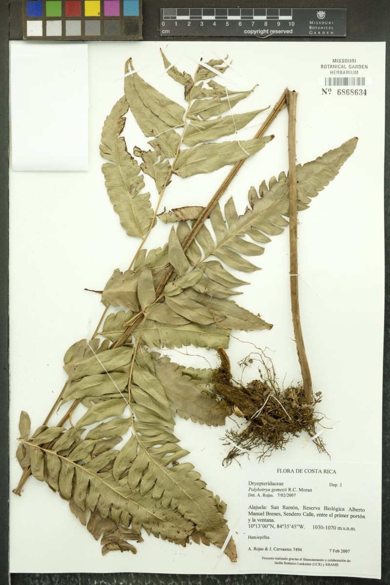 Polybotrya gomezii photo 2