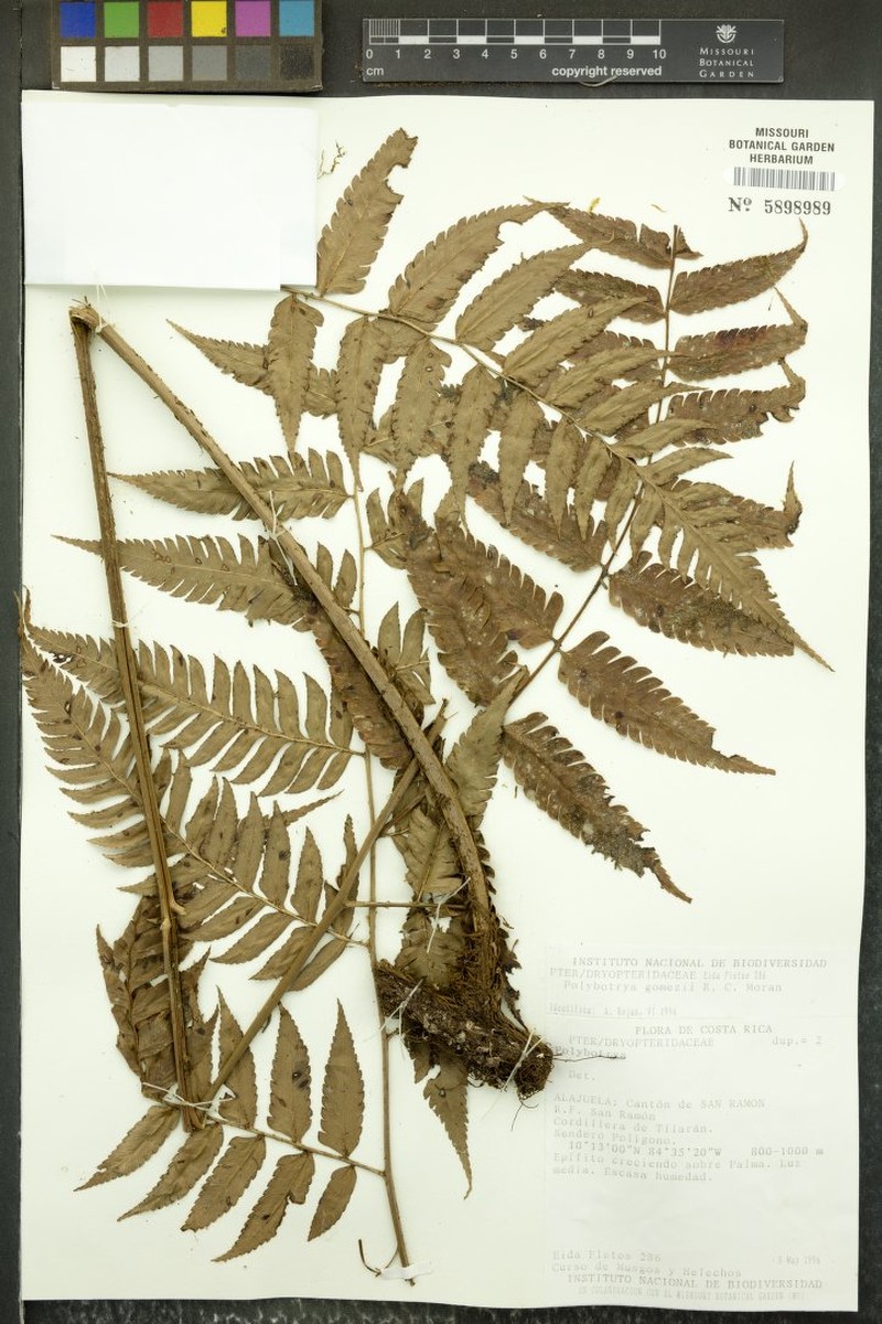 Polybotrya gomezii photo 3