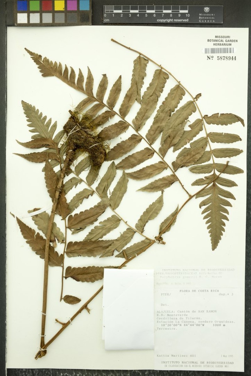 Polybotrya gomezii photo 4