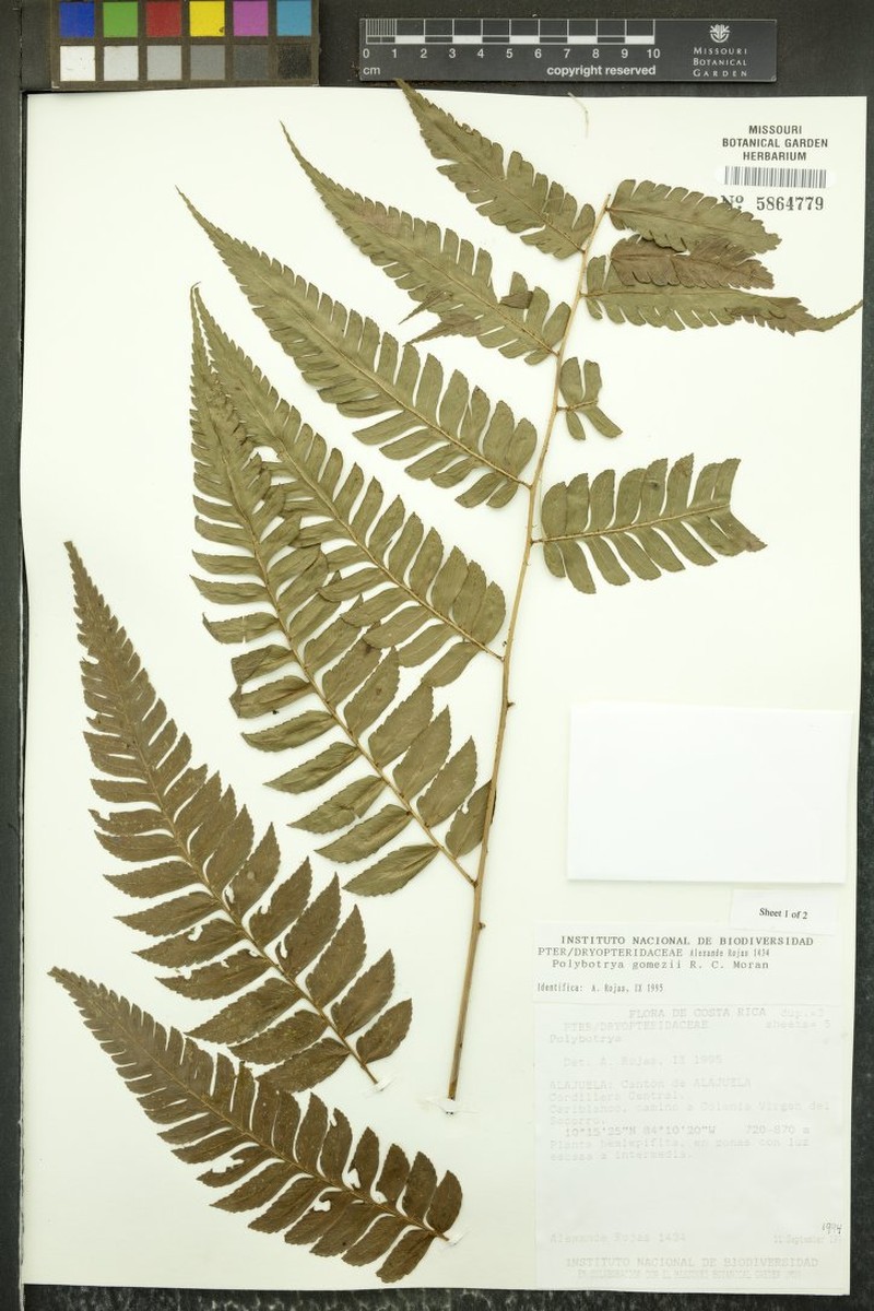Polybotrya gomezii photo 5