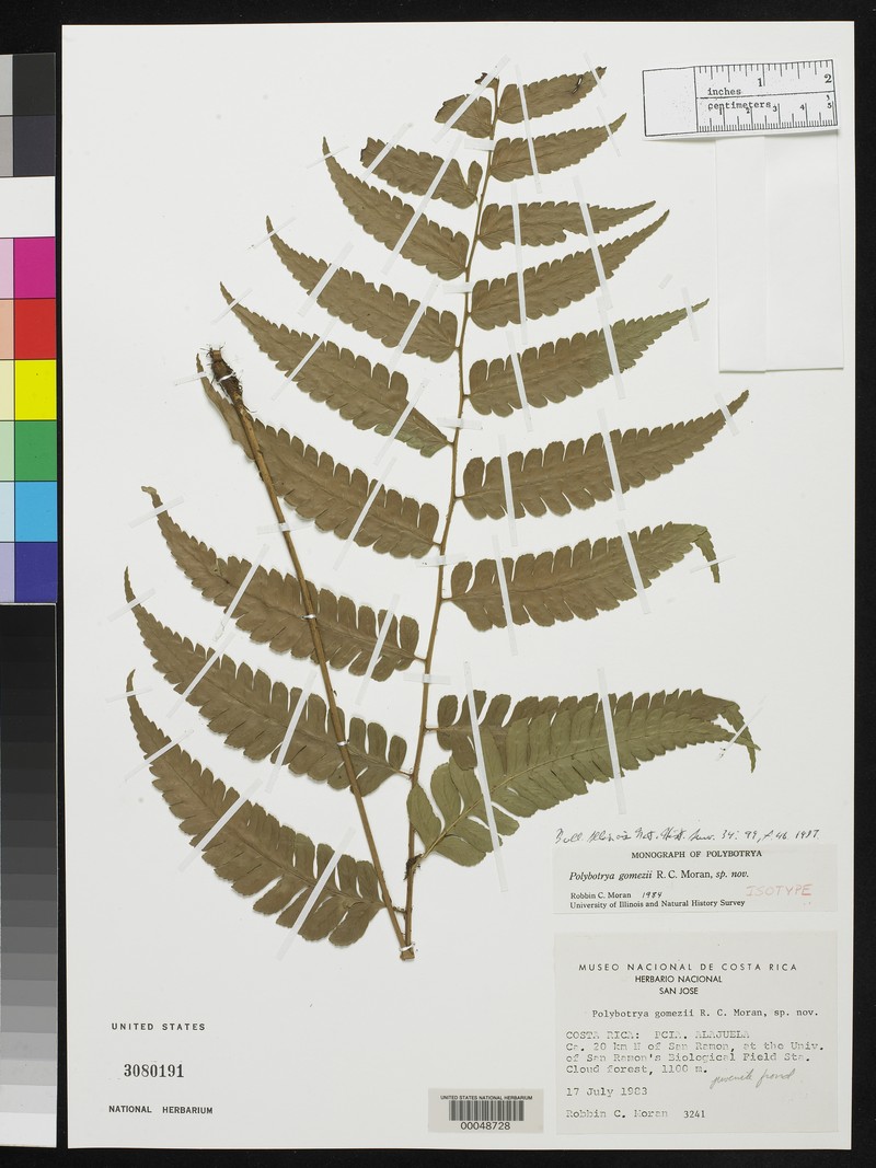 Polybotrya gomezii