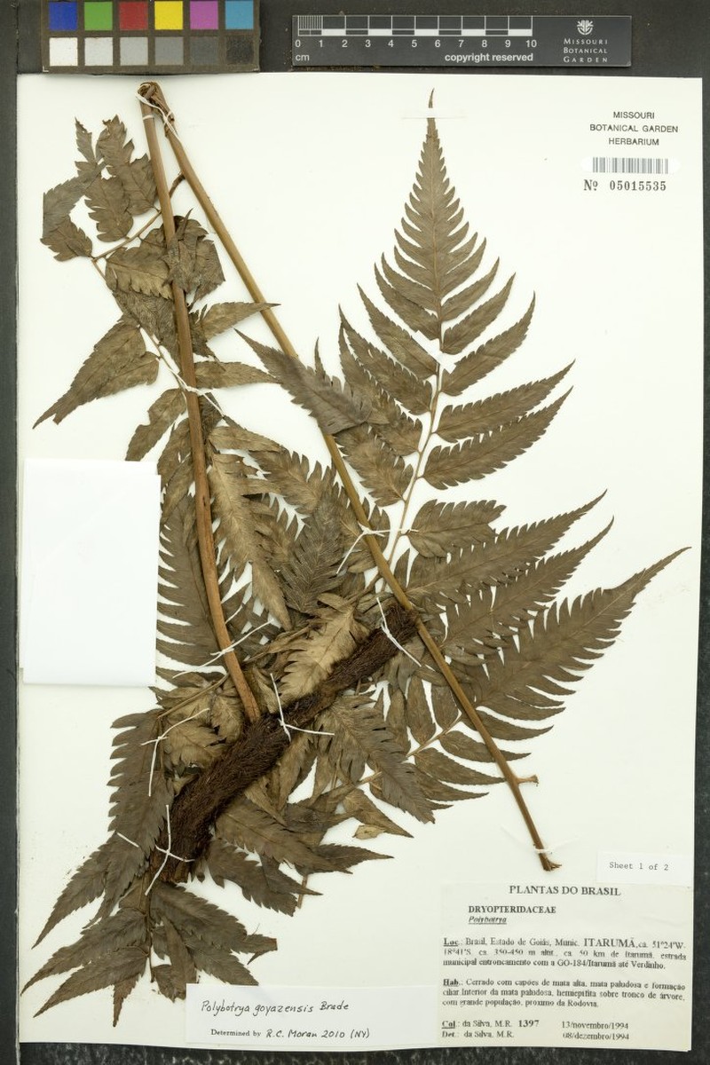 Polybotrya goyazensis