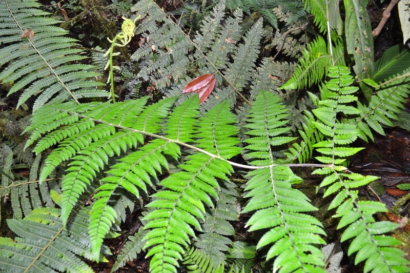 Polybotrya hickeyi
