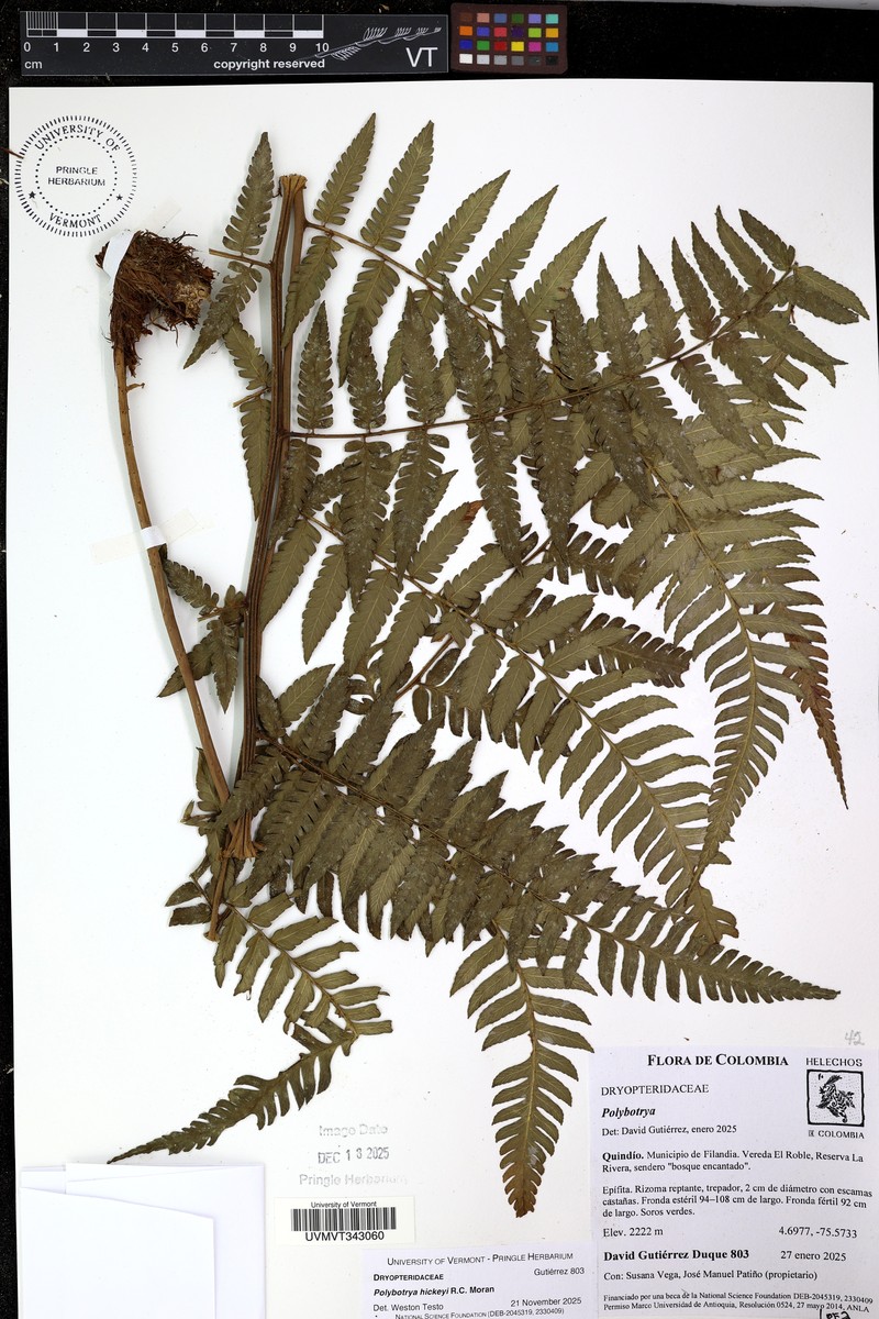Polybotrya hickeyi photo 2
