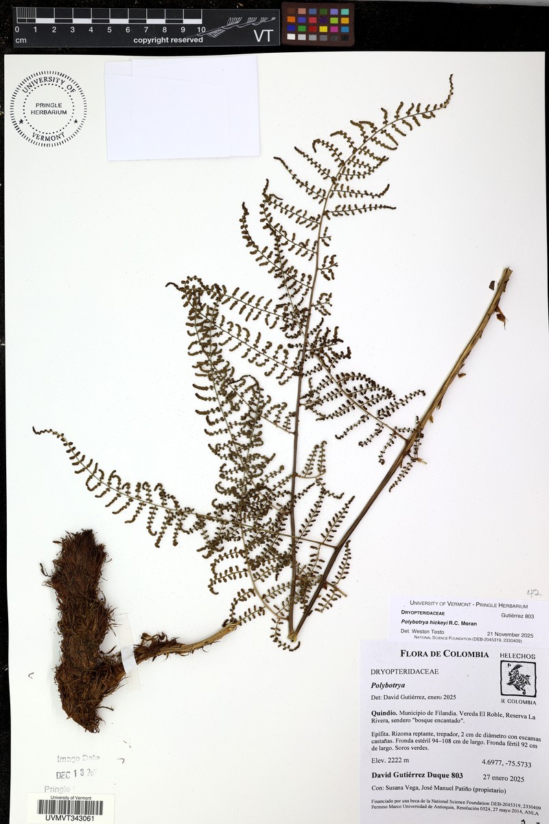 Polybotrya hickeyi photo 3