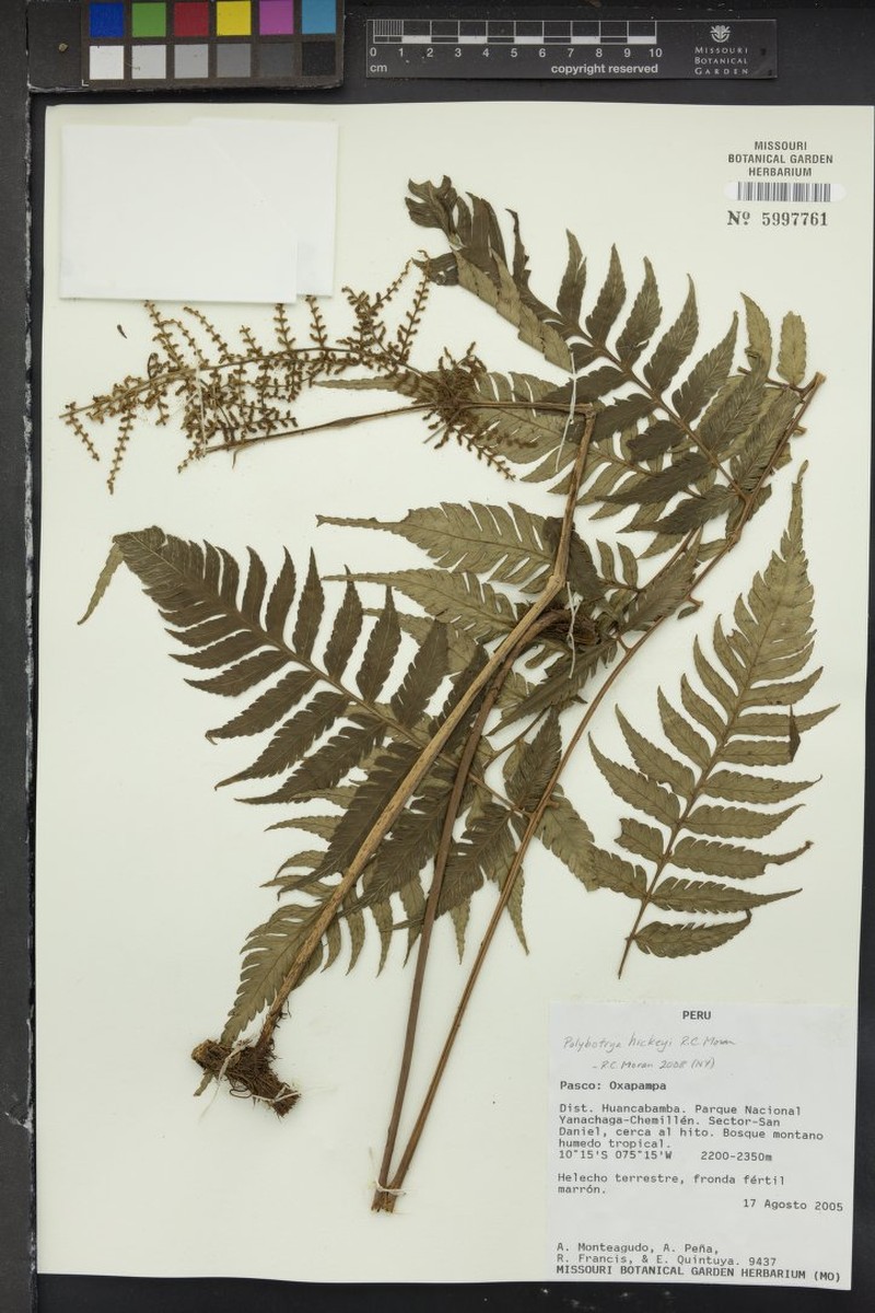 Polybotrya hickeyi photo 4