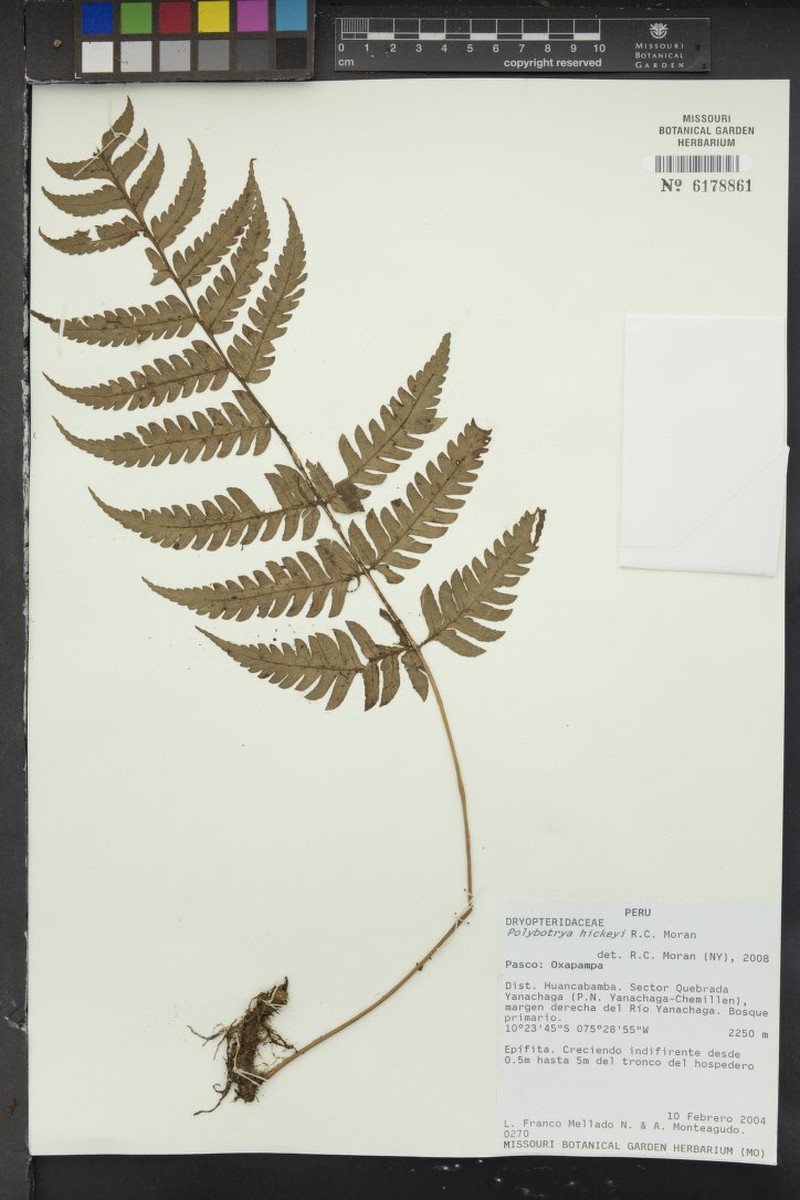 Polybotrya hickeyi photo 5