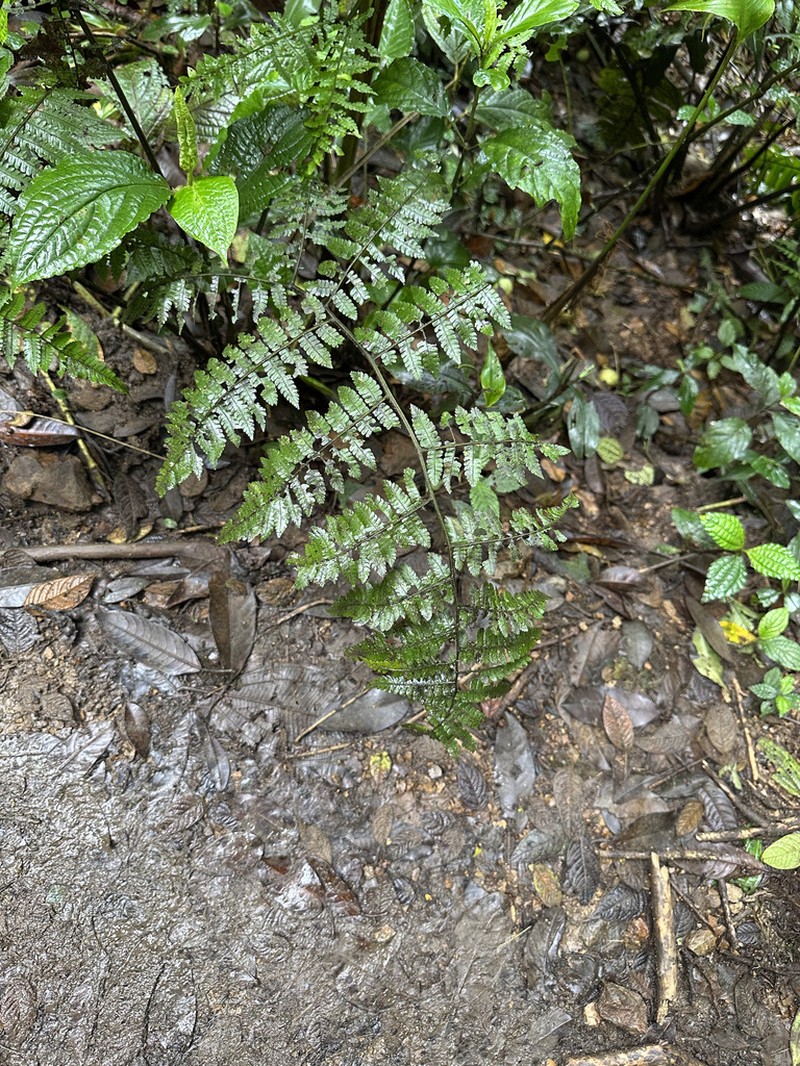 Polybotrya lechleriana