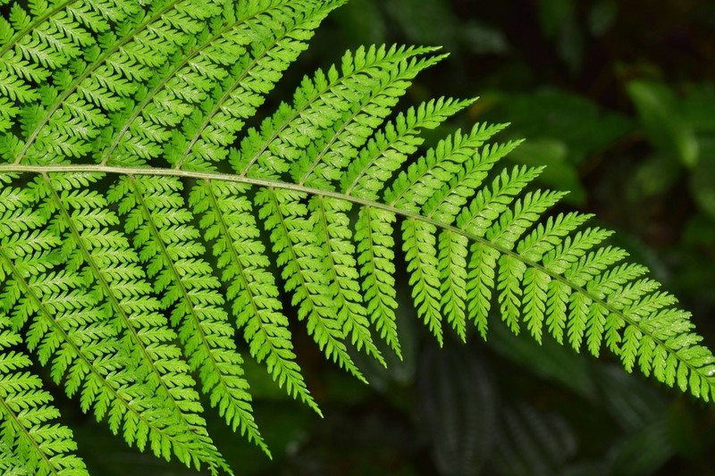 Polybotrya lechleriana photo 2