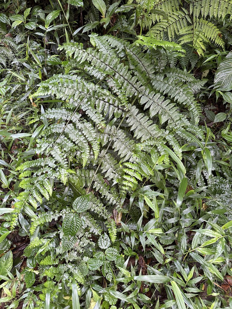 Polybotrya lechleriana photo 3