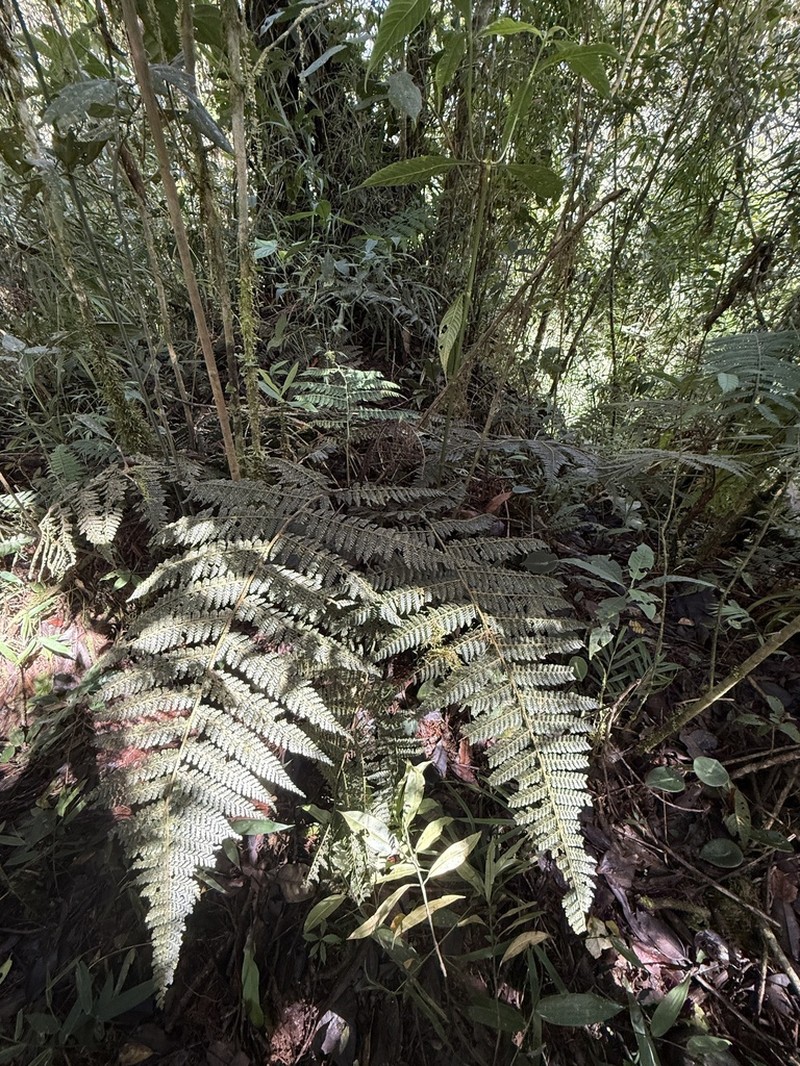 Polybotrya lechleriana photo 4