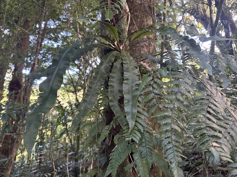 Polybotrya lechleriana photo 5