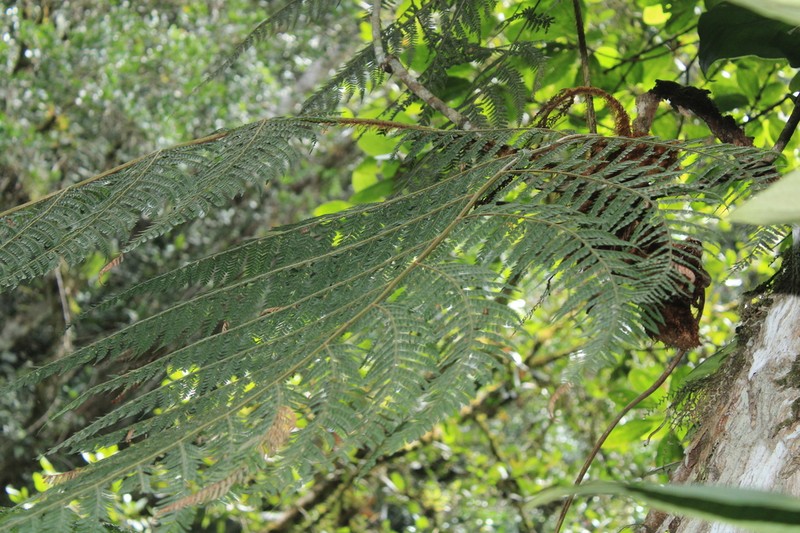 Polybotrya lechleriana photo 7