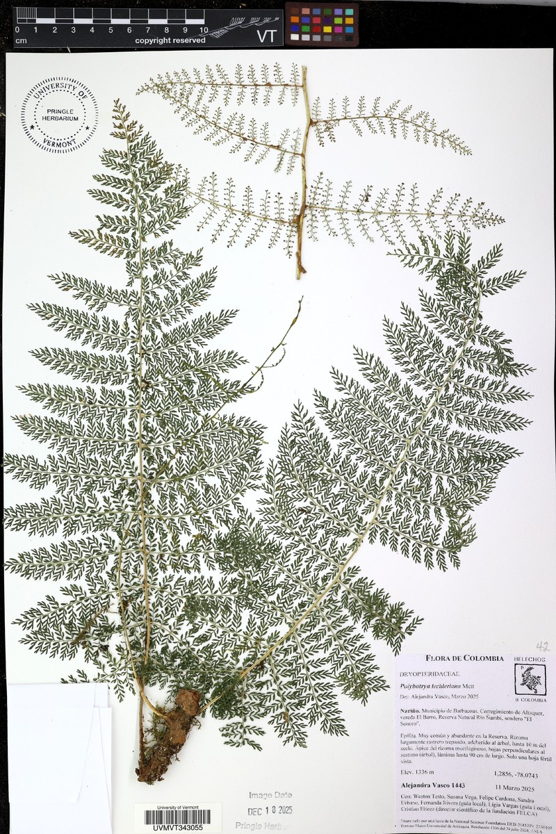 Polybotrya lechleriana photo 8