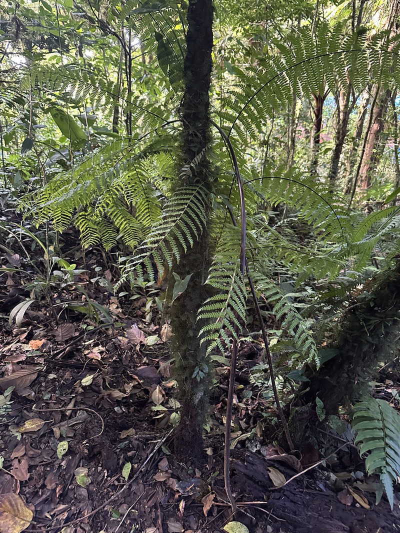Polybotrya lourteigiana