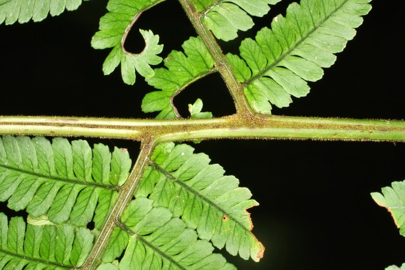 Polybotrya lourteigiana photo 2
