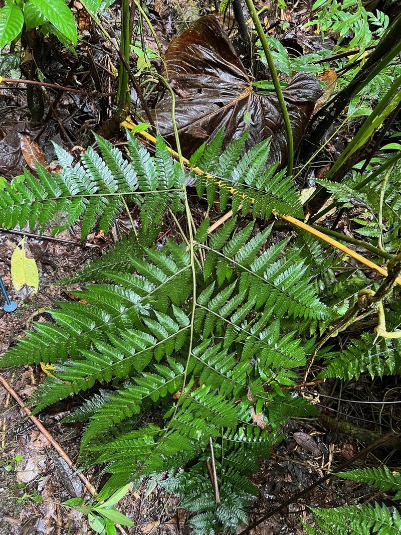 Polybotrya lourteigiana photo 3
