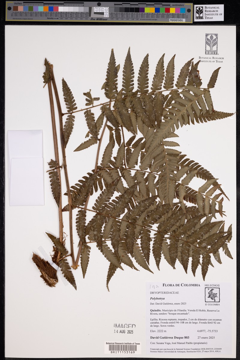 Polybotrya lourteigiana photo 4