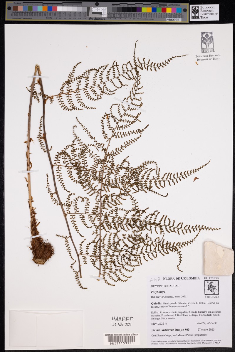 Polybotrya lourteigiana photo 5