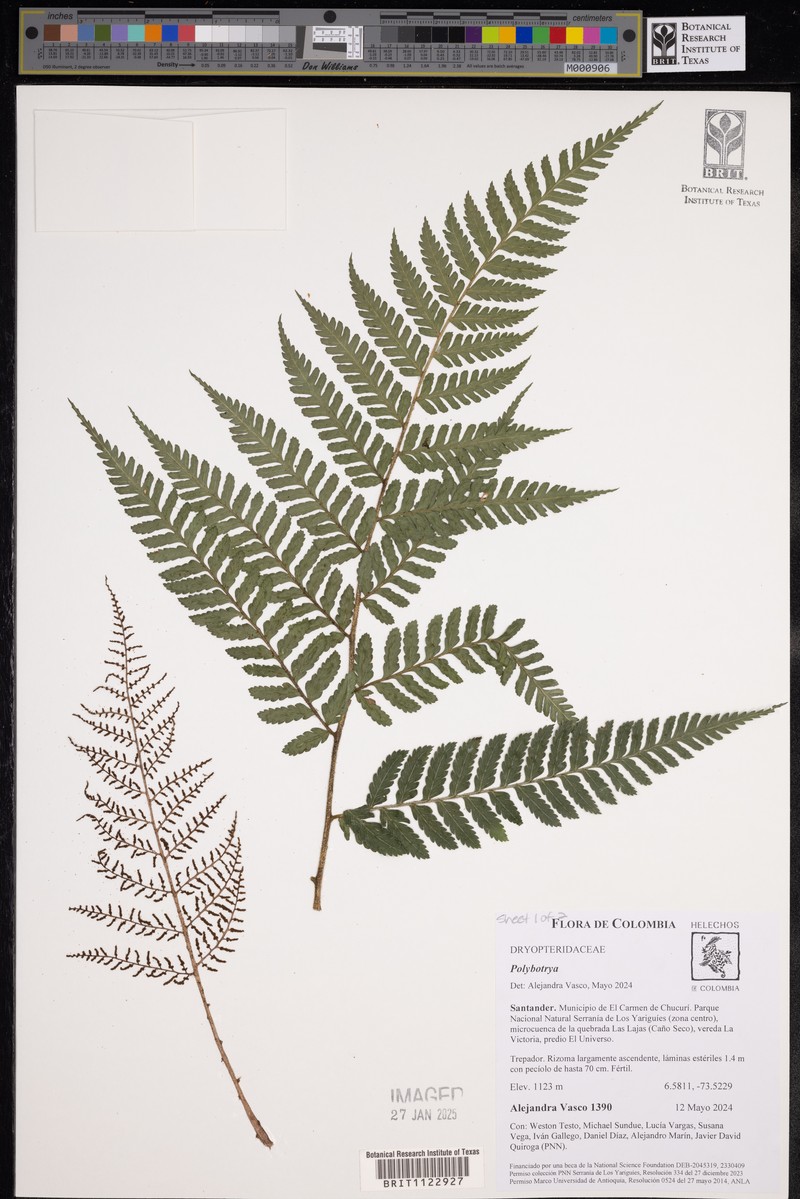 Polybotrya lourteigiana photo 6