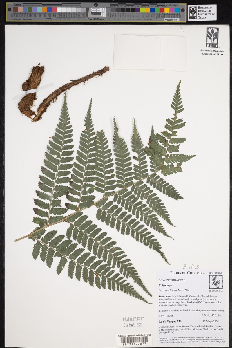 Polybotrya lourteigiana photo 7