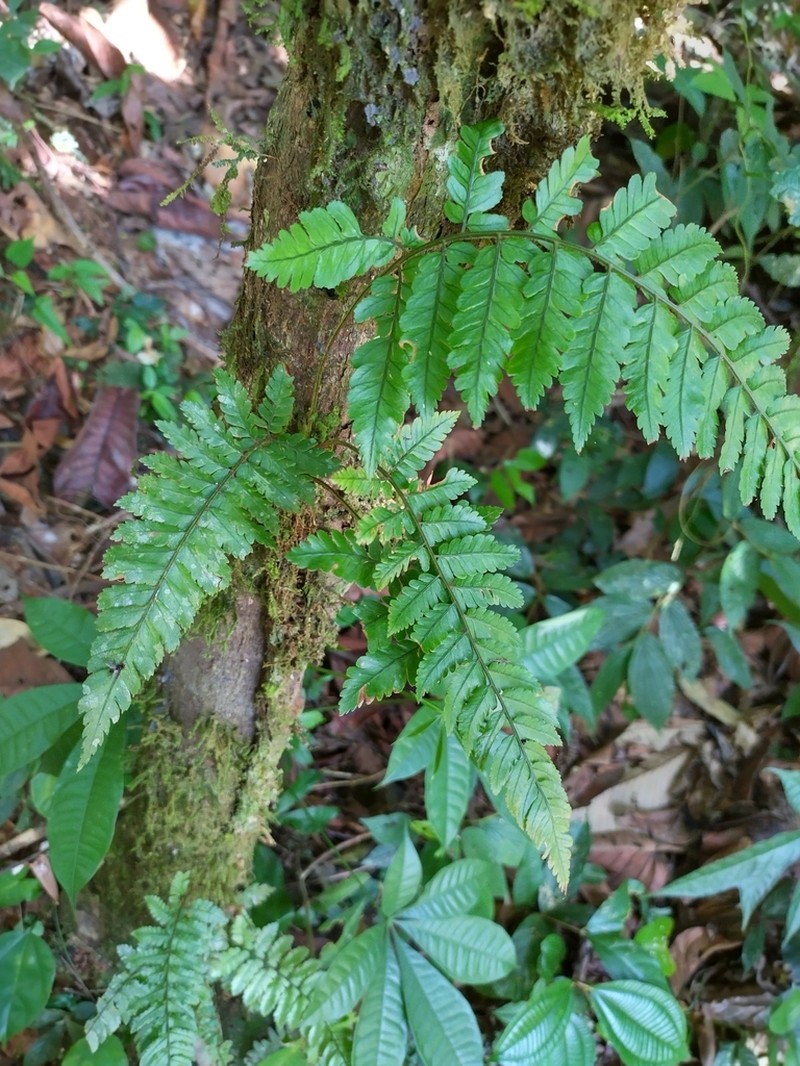 Polybotrya osmundacea