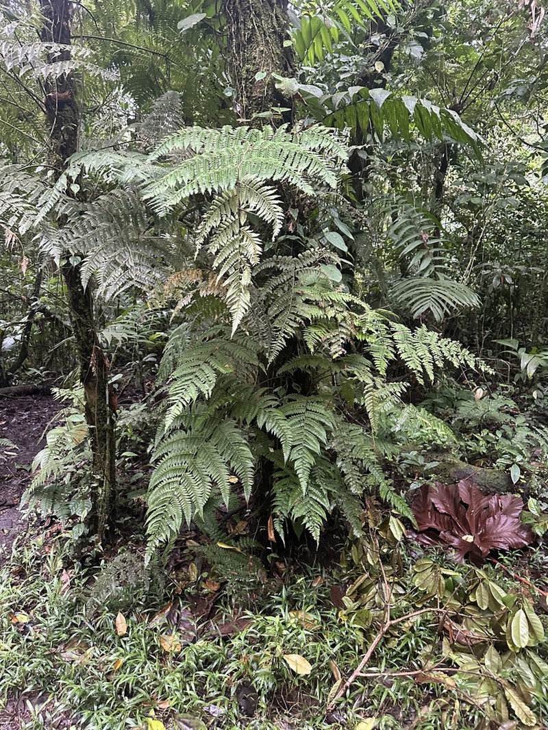 Polybotrya osmundacea photo 2