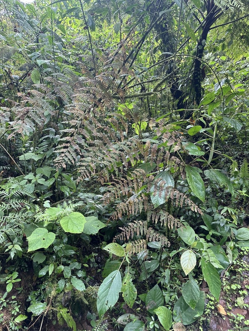 Polybotrya osmundacea photo 3