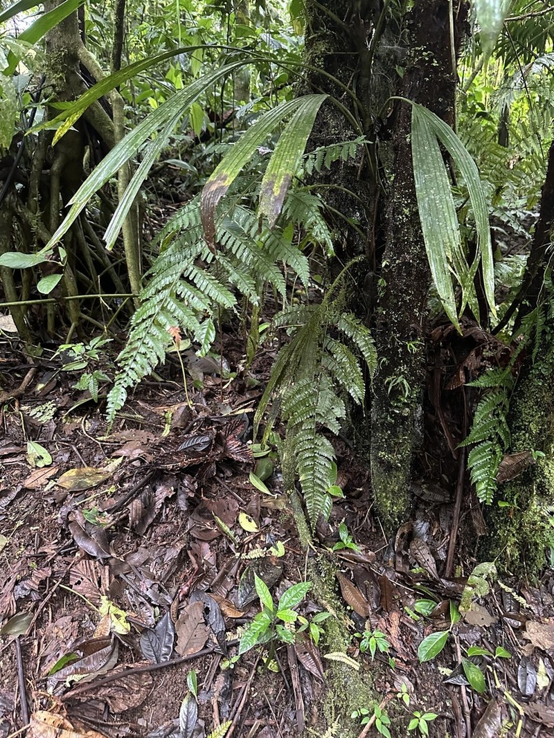 Polybotrya osmundacea photo 4