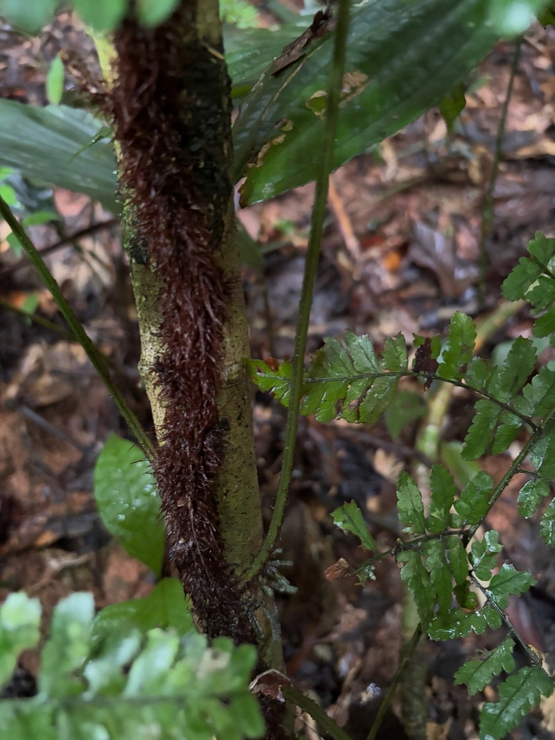 Polybotrya osmundacea photo 5