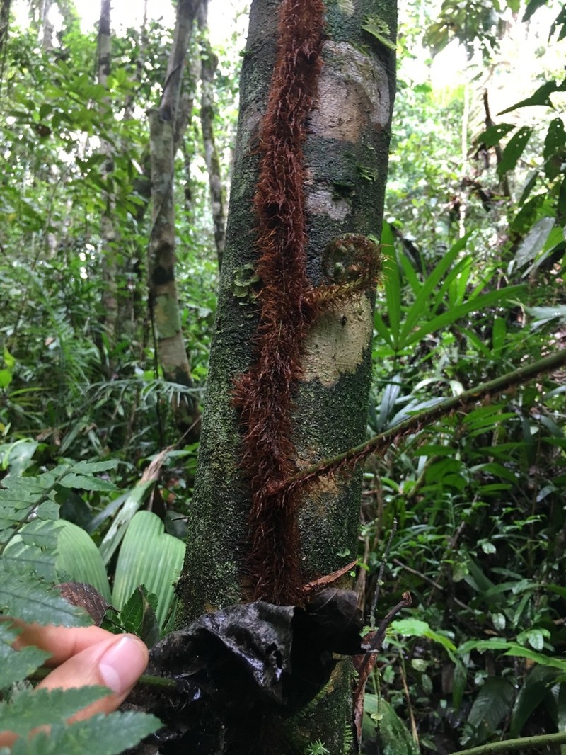 Polybotrya osmundacea photo 6