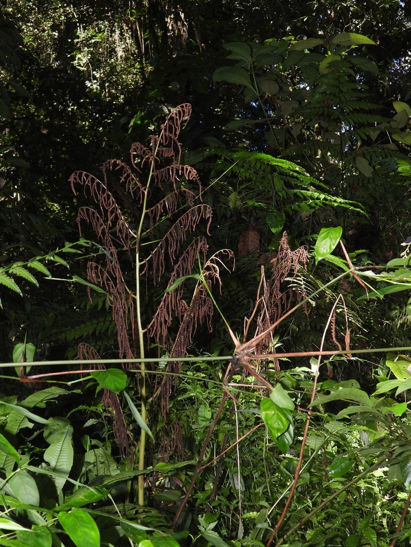 Polybotrya osmundacea photo 7