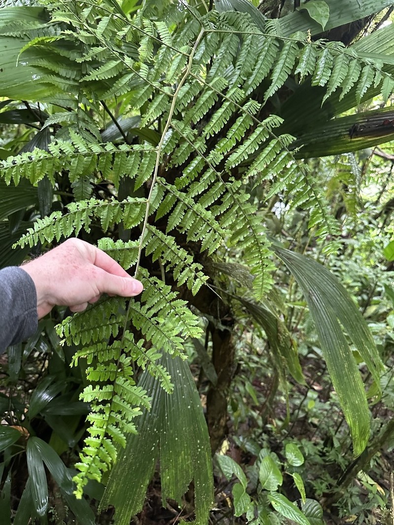 Polybotrya osmundacea photo 8