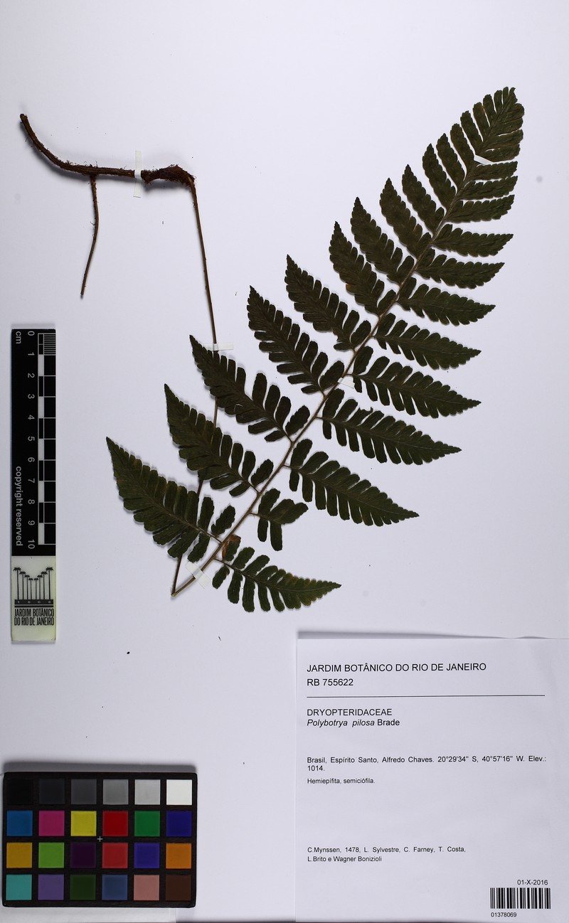 Polybotrya pilosa
