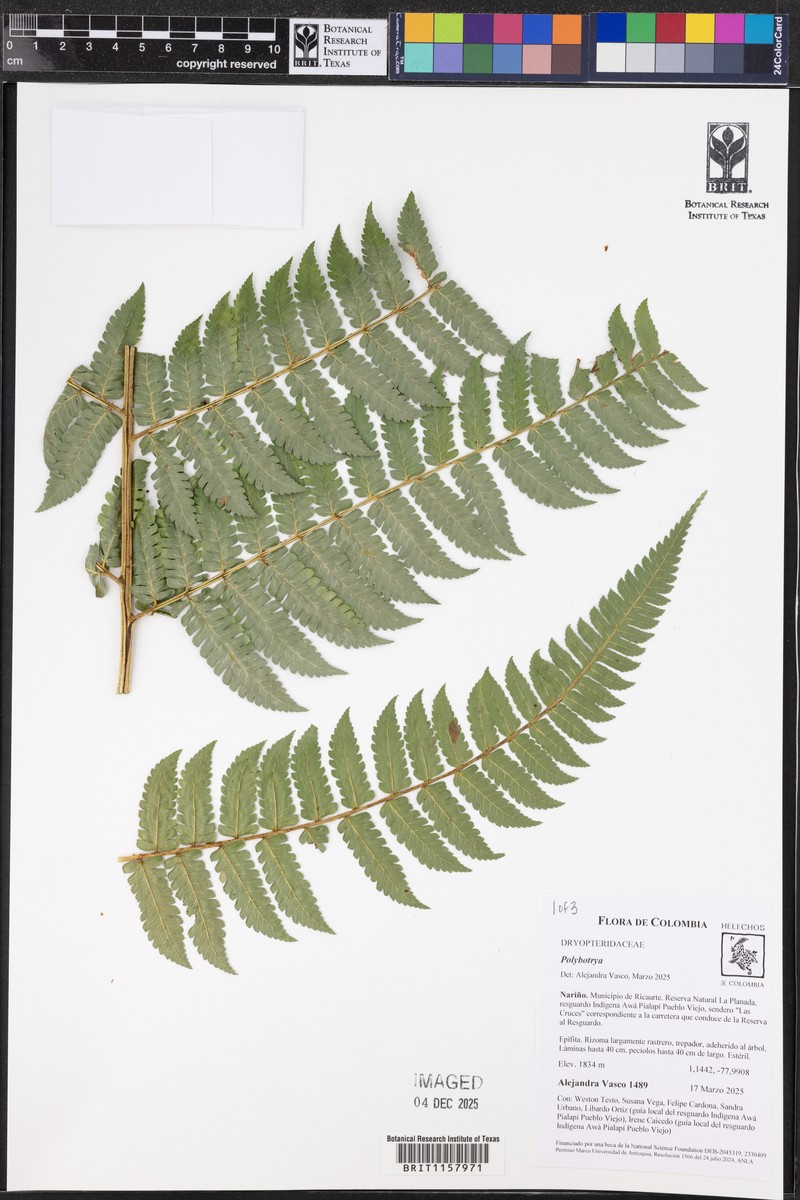 Polybotrya pittieri