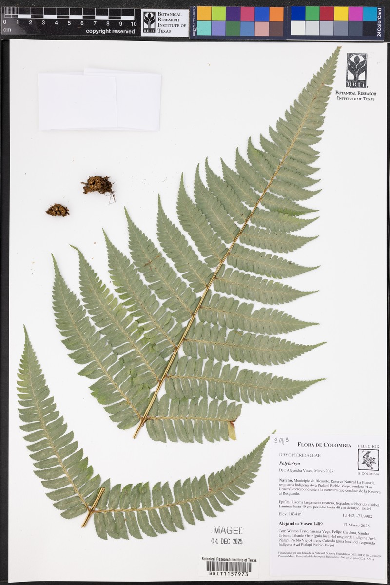Polybotrya pittieri photo 2