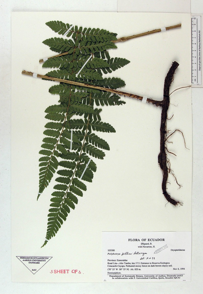 Polybotrya pittieri photo 4