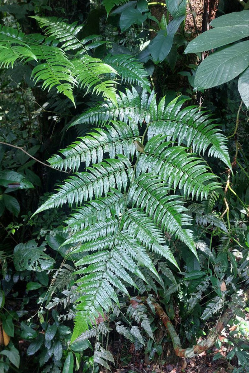 Polybotrya polybotryoides