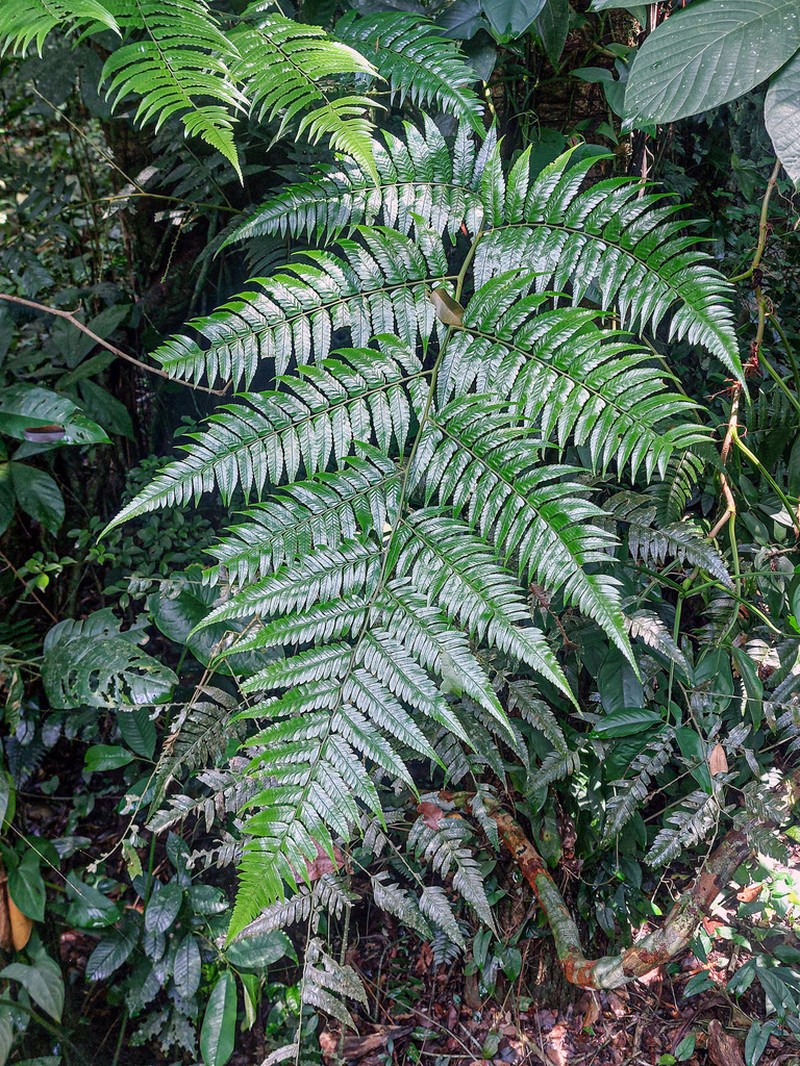Polybotrya polybotryoides photo 2