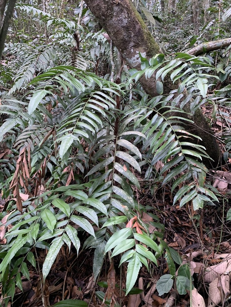 Polybotrya polybotryoides photo 4