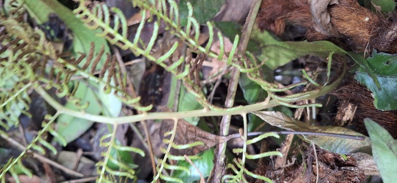 Polybotrya polybotryoides photo 5