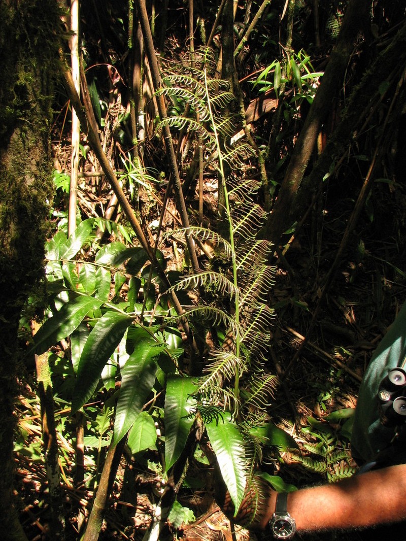 Polybotrya polybotryoides photo 6