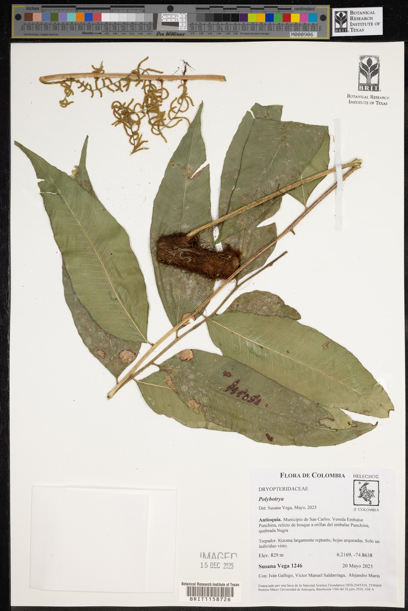 Polybotrya polybotryoides photo 8
