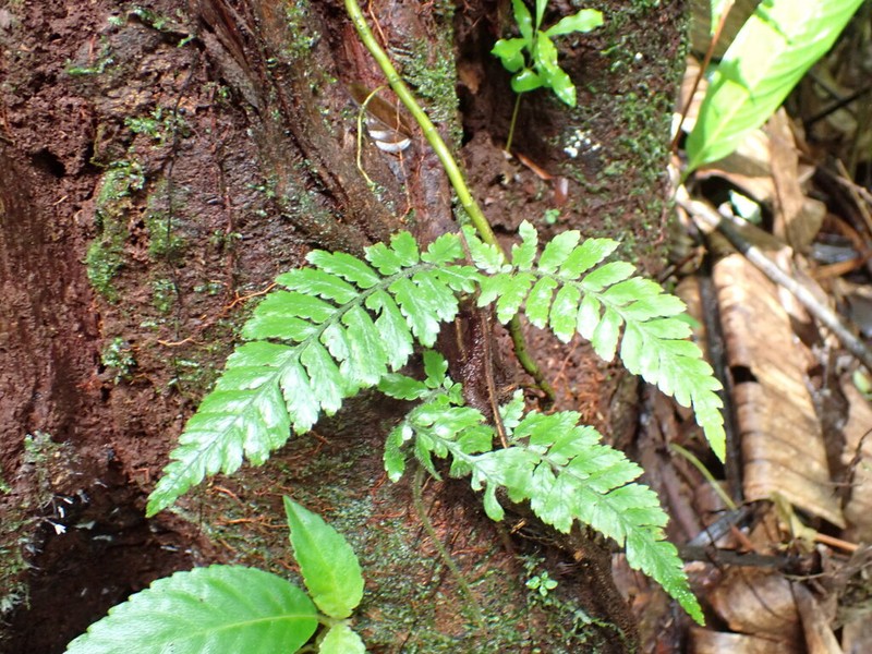 Polybotrya pubens