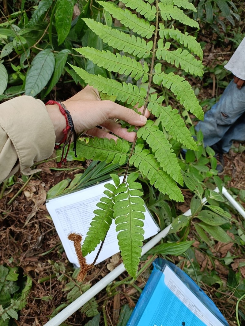Polybotrya pubens photo 2