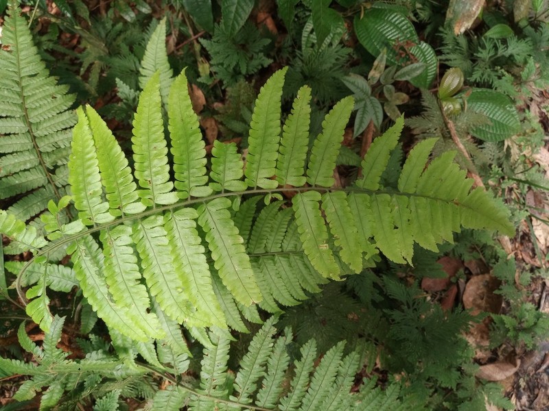 Polybotrya pubens photo 3